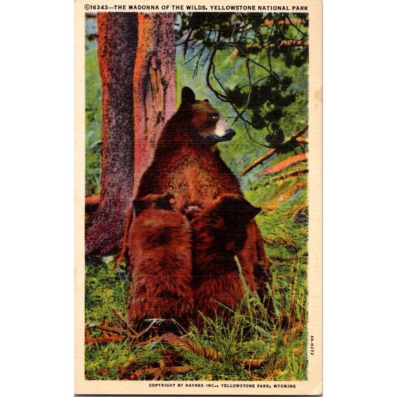 None and/or Unknown Other - The Madonna Of The Wilds Yellowstone National Park Vintage Postcard SPE22